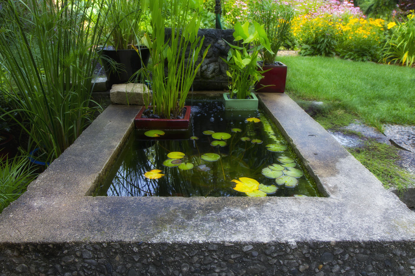 A small garden pond